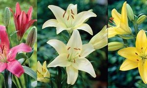 Lilium LA hybrids the best of all worlds